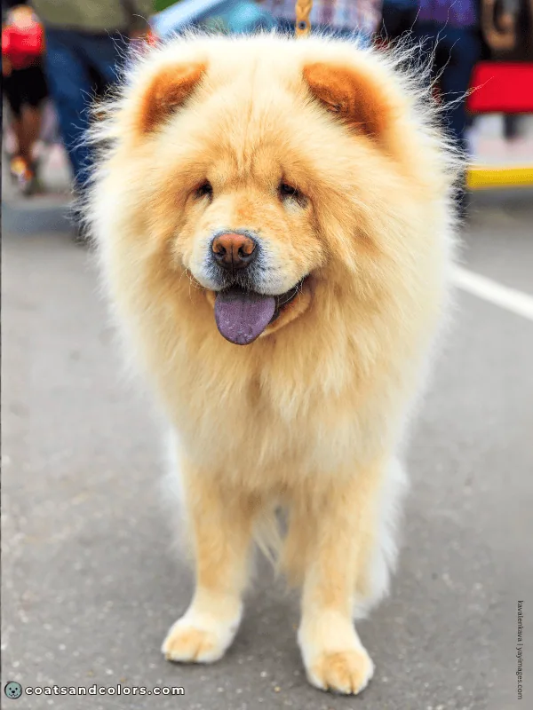 coatsandcolors.com Chow Chow Colors cream intense