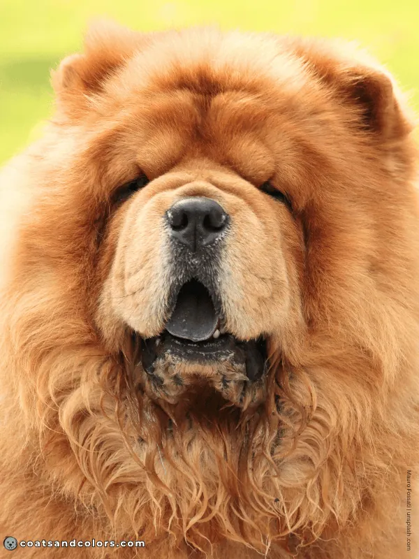 coatsandcolors.com Chow Chow Colors dark cinnamon
