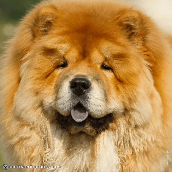 coatsandcolors.com Chow Chow Colors dark eyes