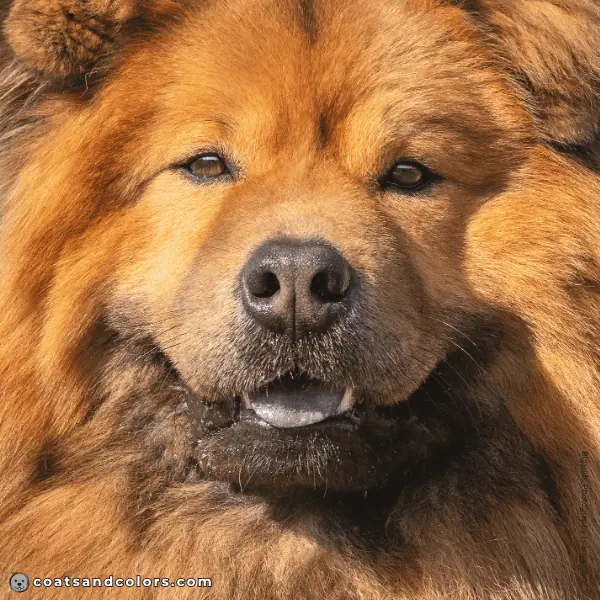 coatsandcolors.com Chow Chow Colors faded nose red