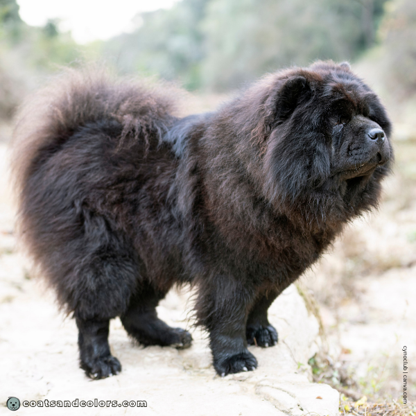 coatsandcolors.com Chow Chow Colors fluffy variety