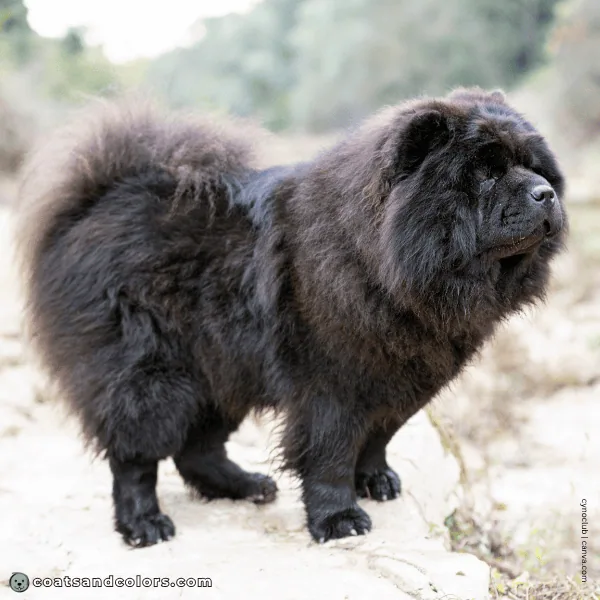 coatsandcolors.com Chow Chow Colors fluffy variety