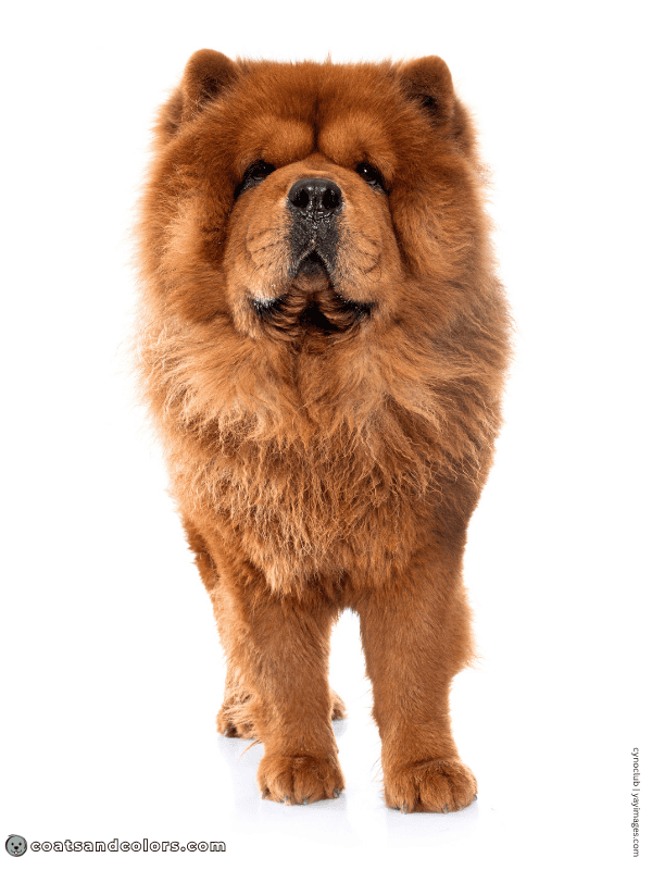 coatsandcolors.com Chow Chow Colors red 2