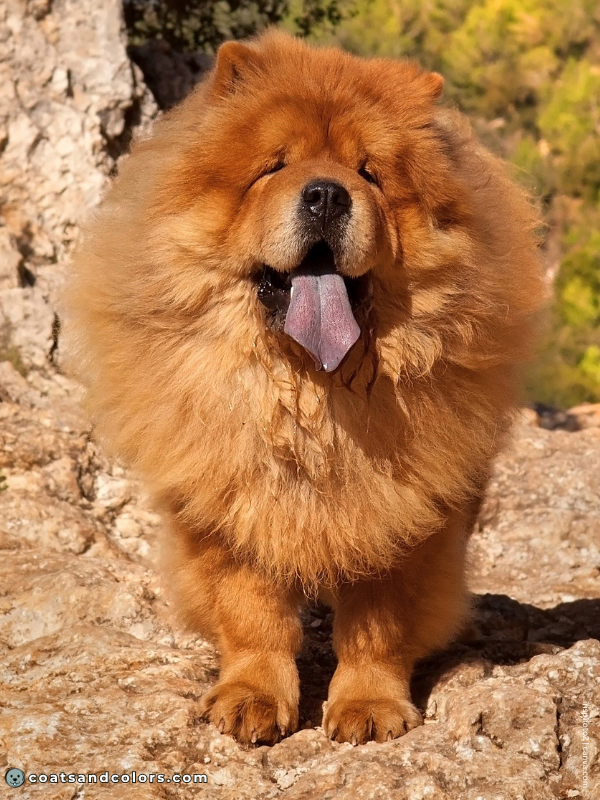 coatsandcolors.com Chow Chow Colors red 3