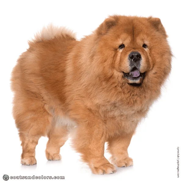 coatsandcolors.com Chow Chow Colors red intensity 2