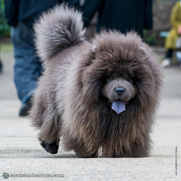 coatsandcolors.com Chow Chow Colors very hairy