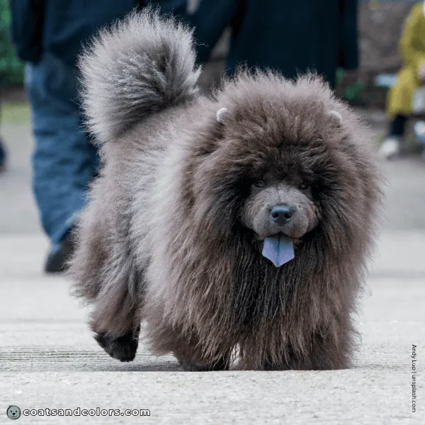 coatsandcolors.com Chow Chow Colors very hairy