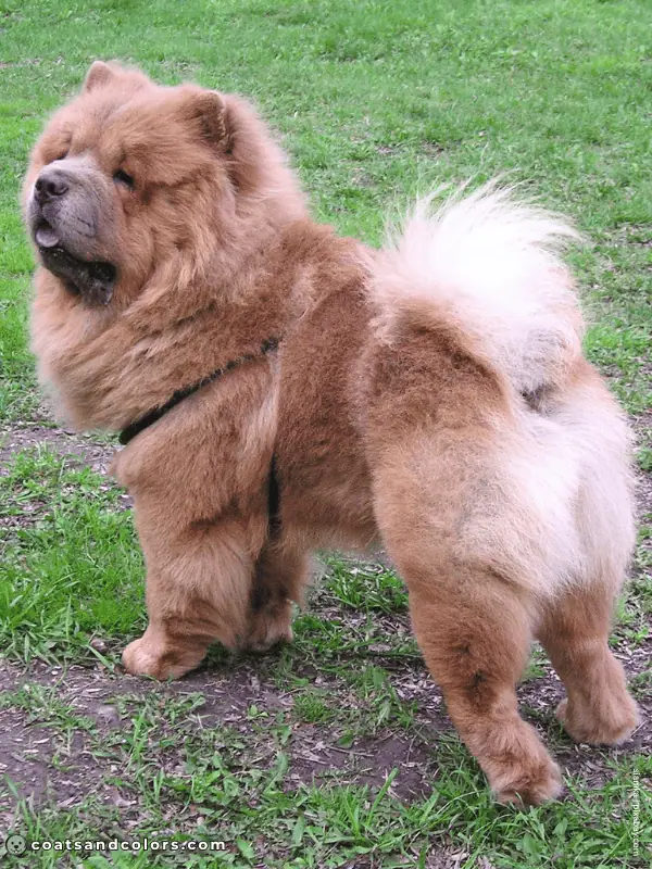 coatsandcolors.com Chow Chow cinnamon 4