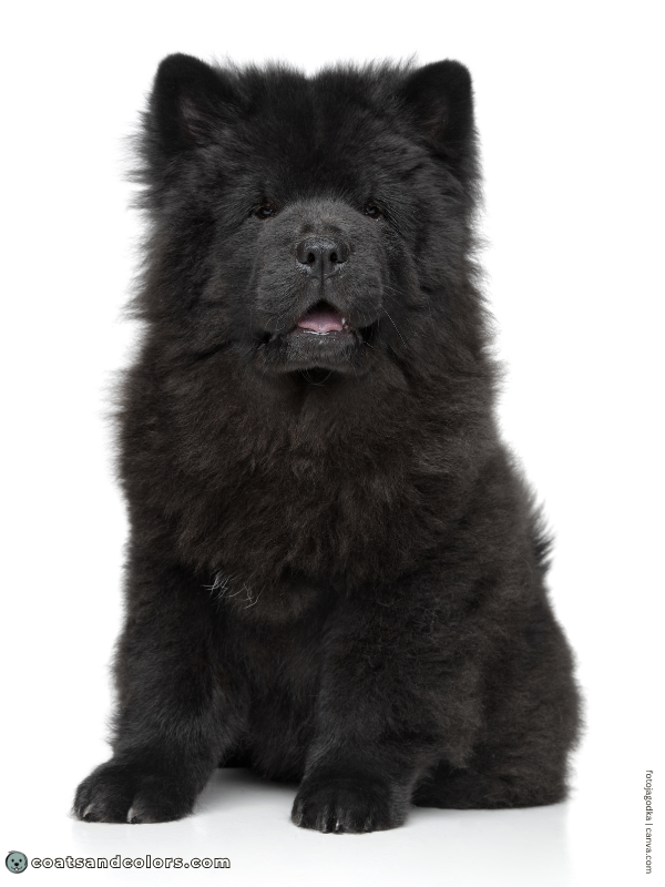 coatsandcolors.com Chow Chow colors black 2