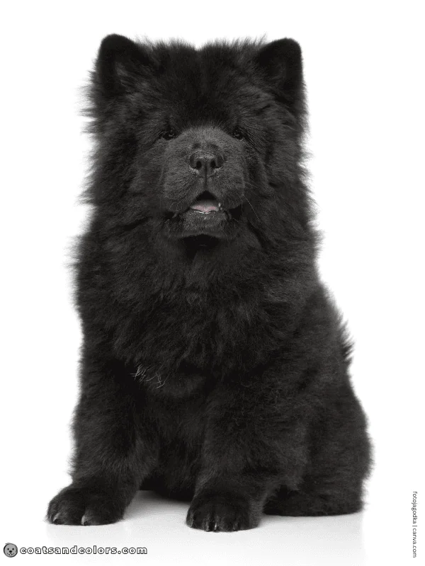 coatsandcolors.com Chow Chow colors black 2