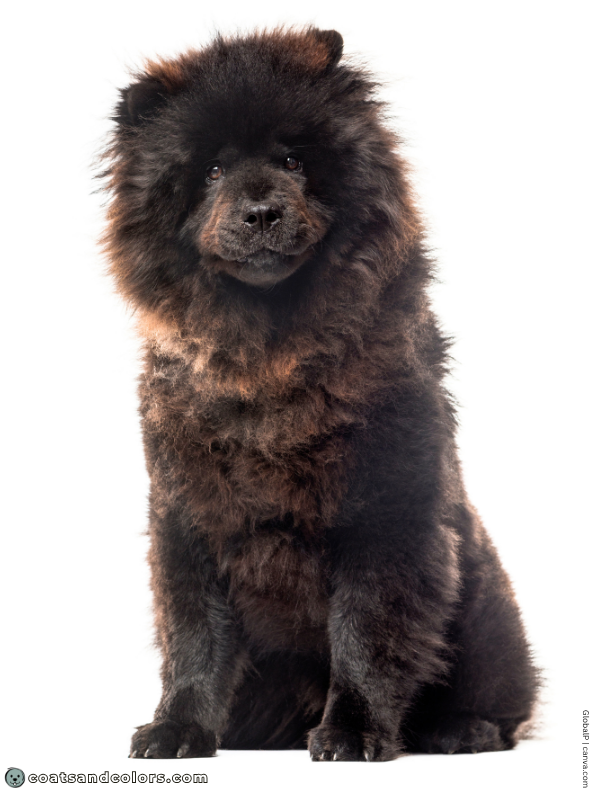 coatsandcolors.com Chow Chow colors black 3