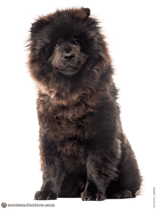 coatsandcolors.com Chow Chow colors black 3