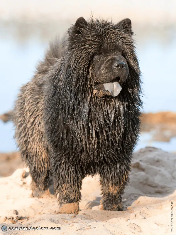coatsandcolors.com Chow Chow colors black 3b
