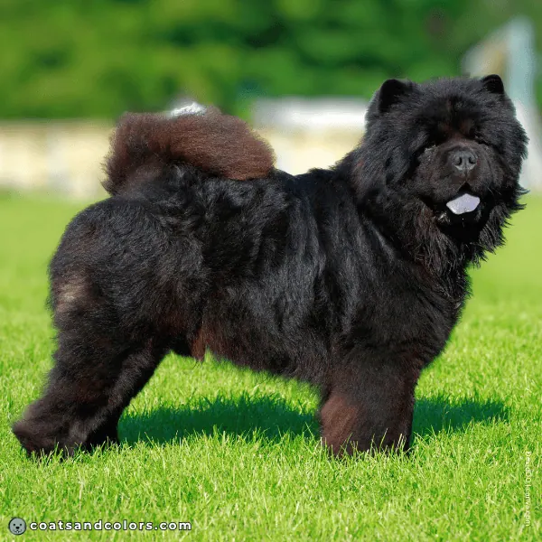 coatsandcolors.com Chow Chow colors black rusting