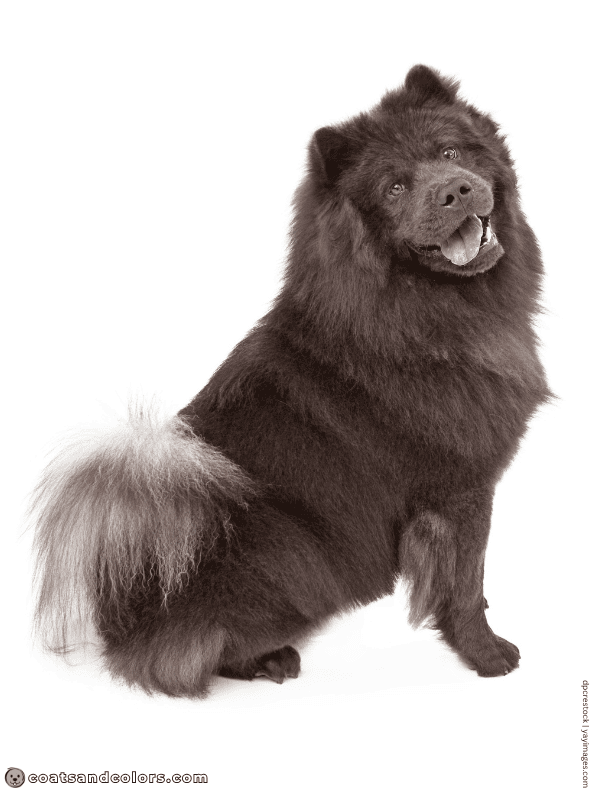 coatsandcolors.com Chow Chow colors blue 1