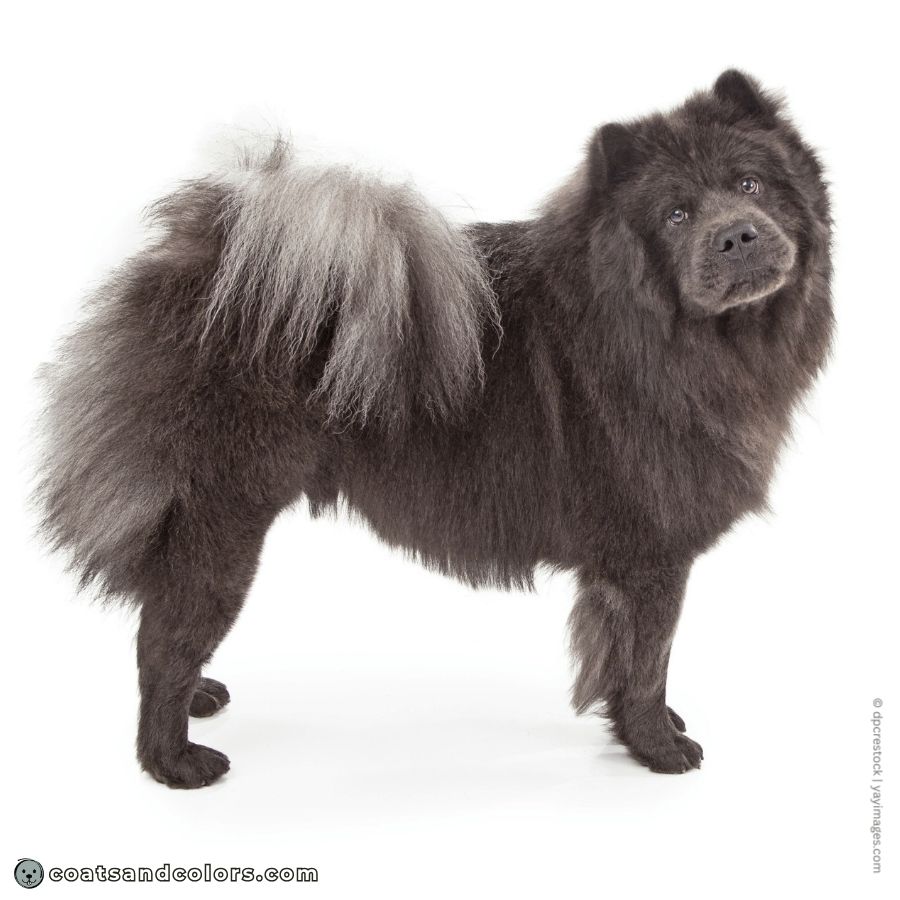 coatsandcolors.com Chow Chow colors blue seal silver feathering 1