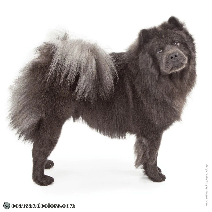 coatsandcolors.com Chow Chow colors blue seal silver feathering 1