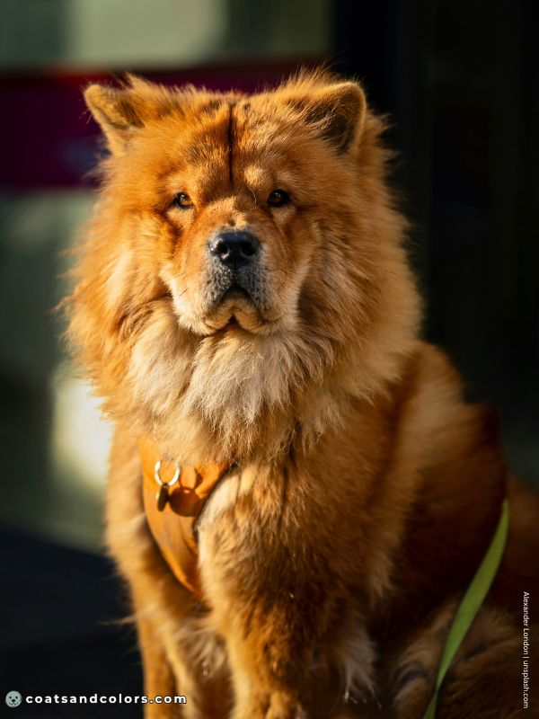 coatsandcolors.com Chow Chow colors countershading 2