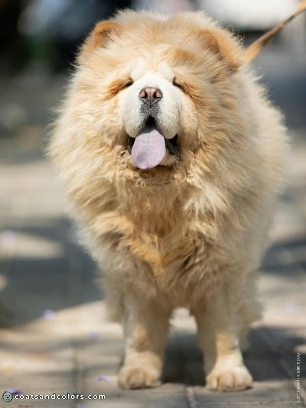 coatsandcolors.com Chow Chow colors cream 1
