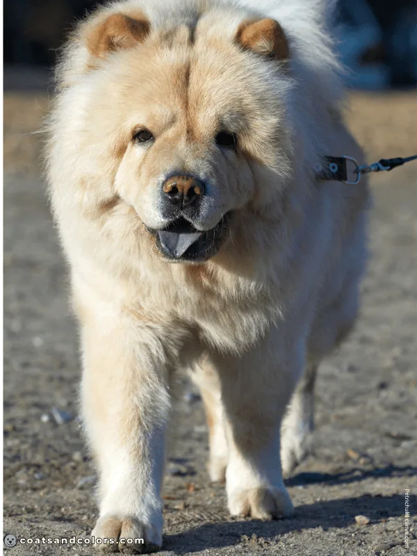 coatsandcolors.com Chow Chow colors cream 3