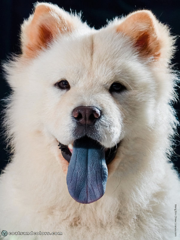 coatsandcolors.com Chow Chow colors cream black blue tongue