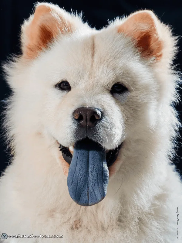 coatsandcolors.com Chow Chow colors cream black blue tongue