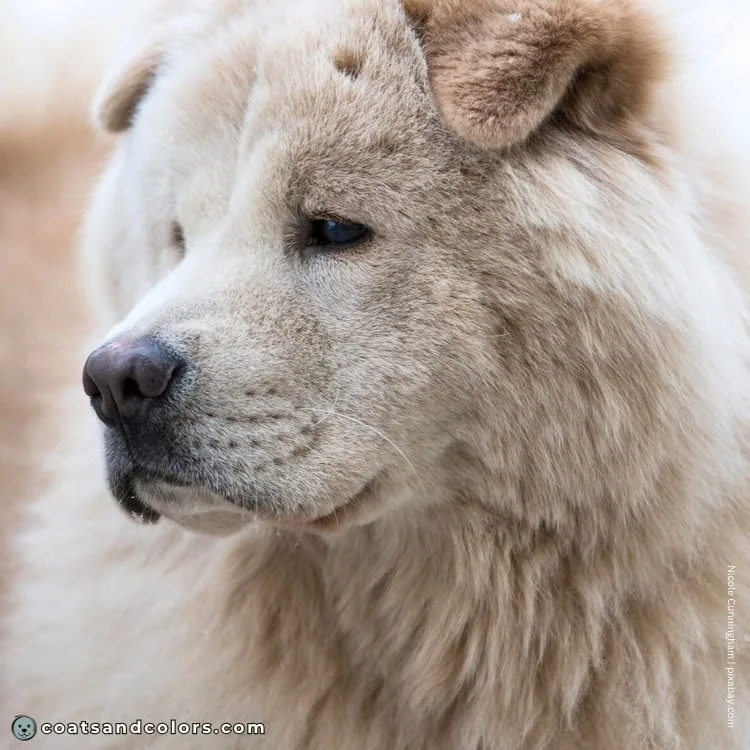 coatsandcolors.com Chow Chow colors cream nose colors 1