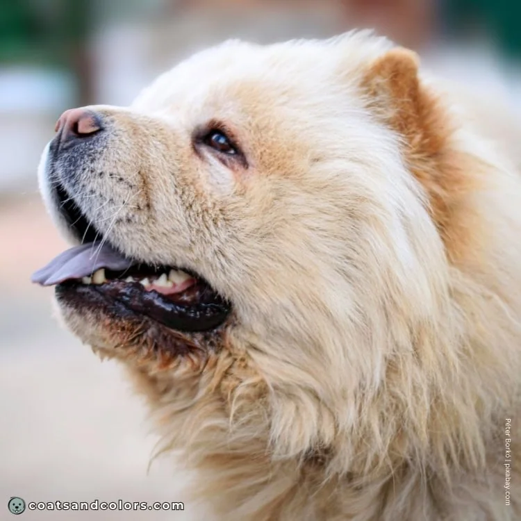 coatsandcolors.com Chow Chow colors cream nose colors 2