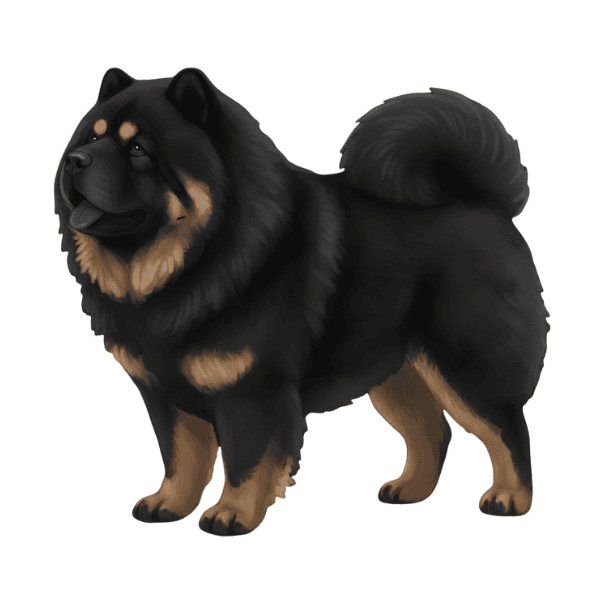 coatsandcolors.com Chow Chow colors faulty colors black tan