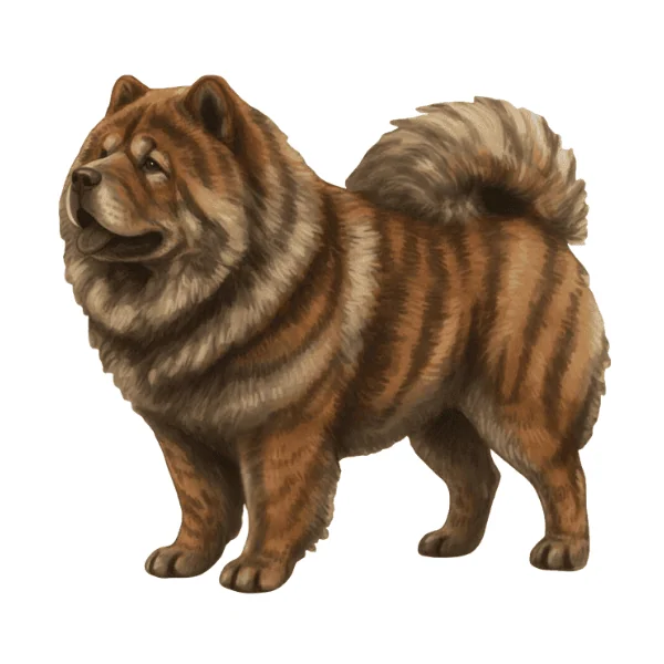 coatsandcolors.com Chow Chow colors faulty colors brindle