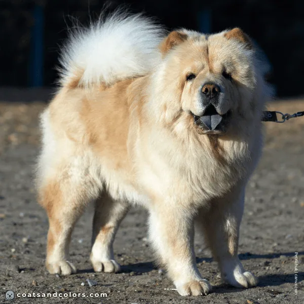 coatsandcolors.com Chow Chow colors intensity light