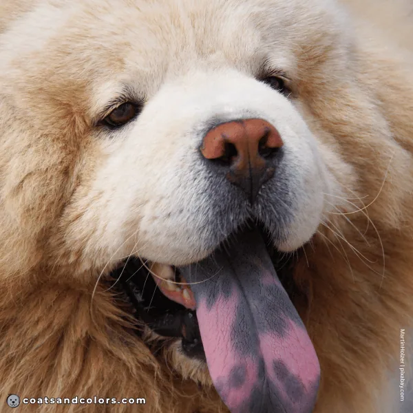 coatsandcolors.com Chow Chow colors pink tongue