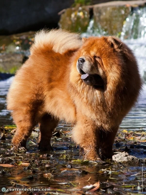 coatsandcolors.com Chow Chow colors red 1