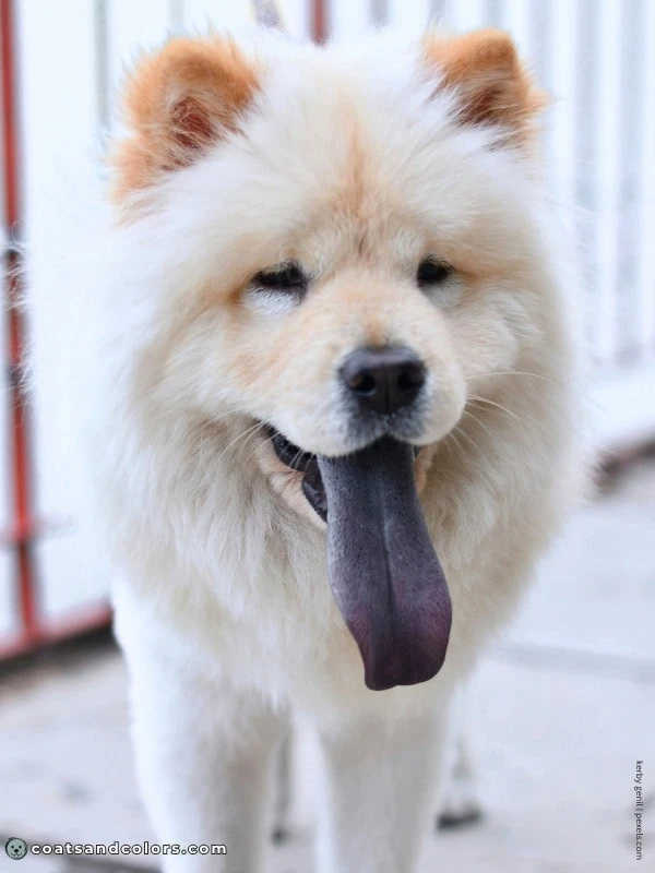 coatsandcolors.com Chow Chow colors tongue color blue 1