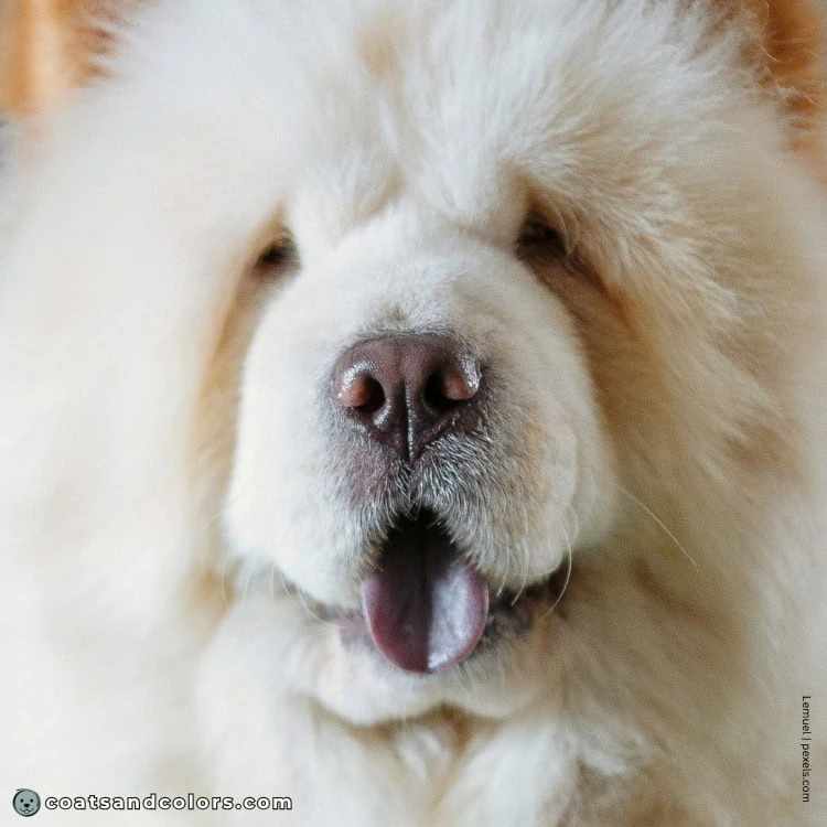 coatsandcolors.com Chow Chow colors tongue color cream 1