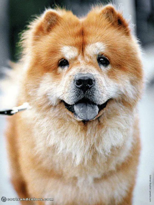 coatsandcolors.com Chow Chow colors urajiro
