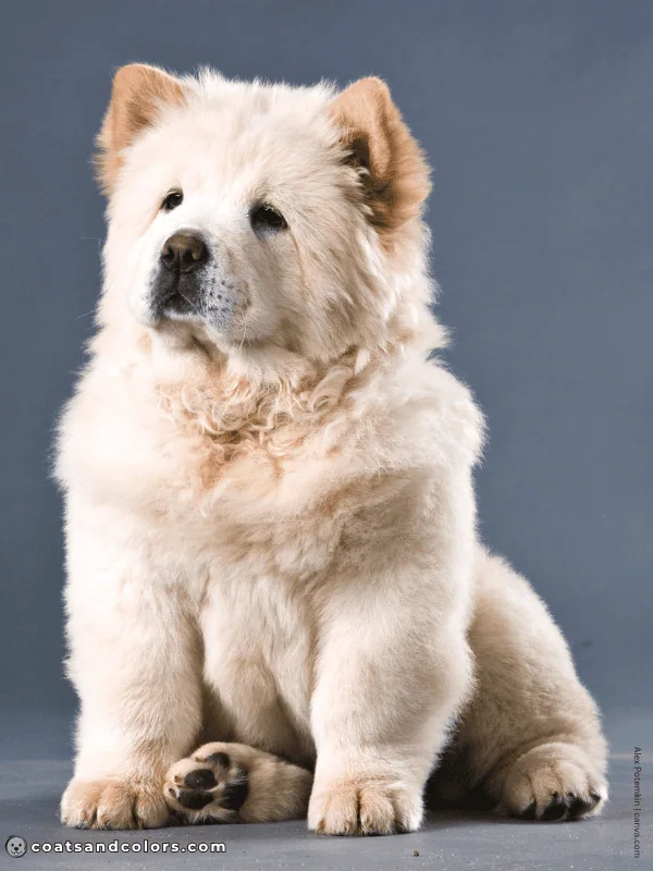 coatsandcolors.com Chow Chow colors white 1