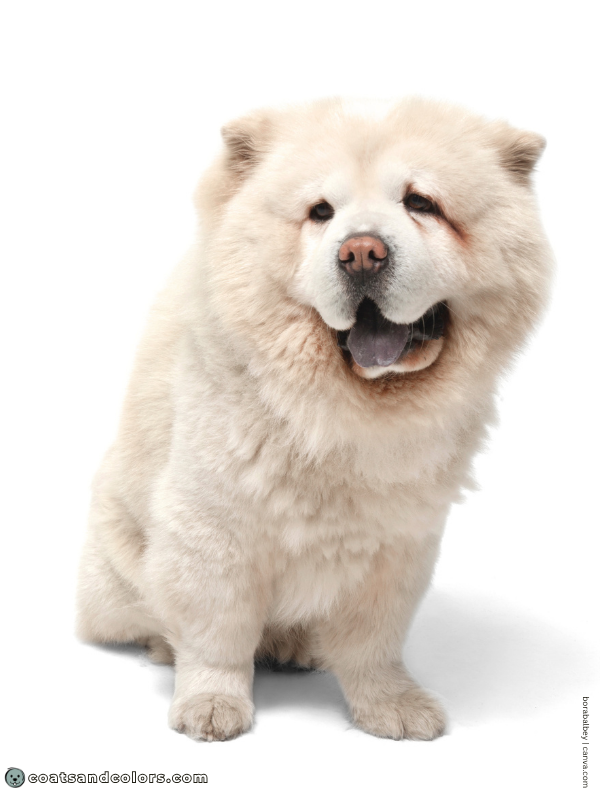 coatsandcolors.com Chow Chow colors white 2
