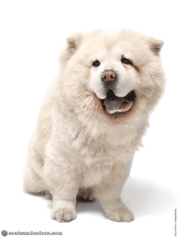 coatsandcolors.com Chow Chow colors white 2