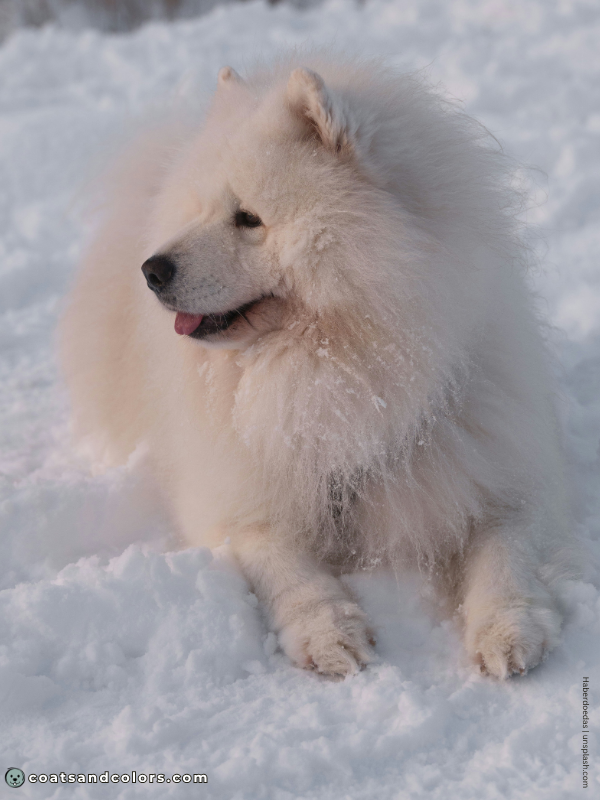 coatsandcolors.com Chow Chow colors white 3