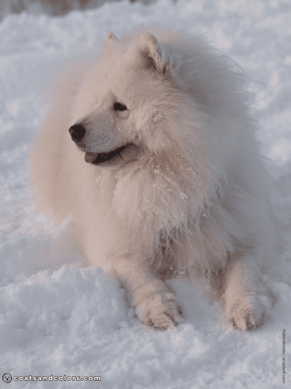 coatsandcolors.com Chow Chow colors white 3