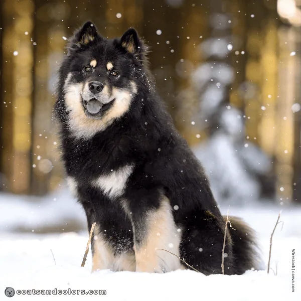 coatsandcolors.com Coat Colors Dog E normal