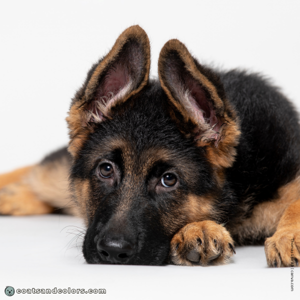 coatsandcolors.com Coat Colors Dog Em mask