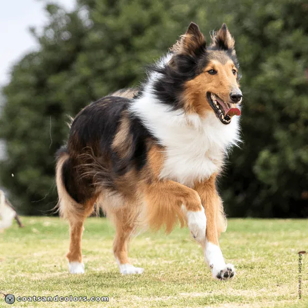 coatsandcolors.com Coat Colors Dog Irish