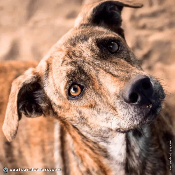 coatsandcolors.com Coat Colors Dog brindle