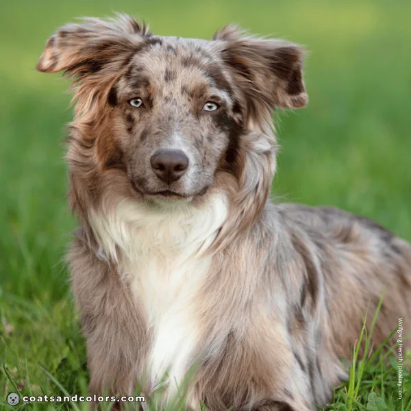 coatsandcolors.com Coat Colors Dog brown merle