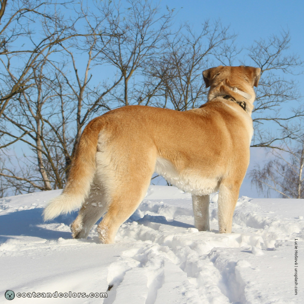 coatsandcolors.com Coat Colors Dog clear sable