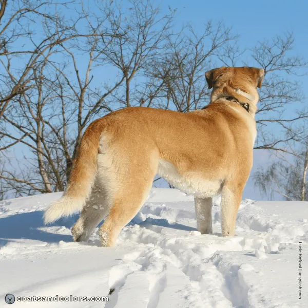coatsandcolors.com Coat Colors Dog clear sable