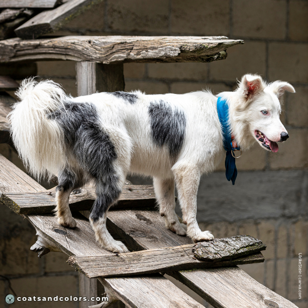 coatsandcolors.com Coat Colors Dog double merle