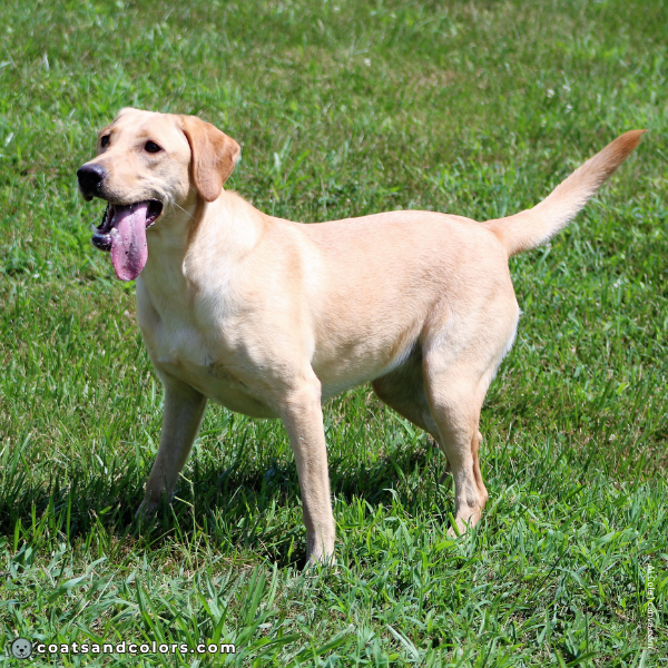 coatsandcolors.com Coat Colors Dog e recessive red